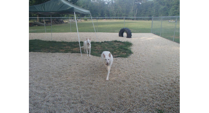 pampered pup kennels