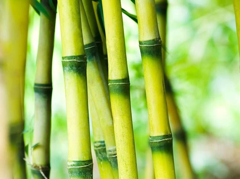 bamboo