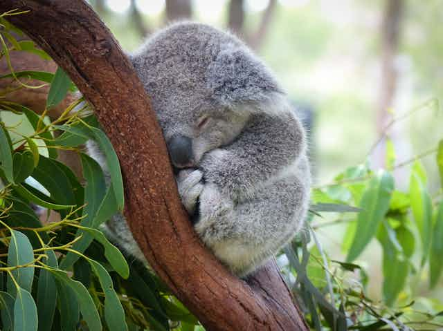 koala