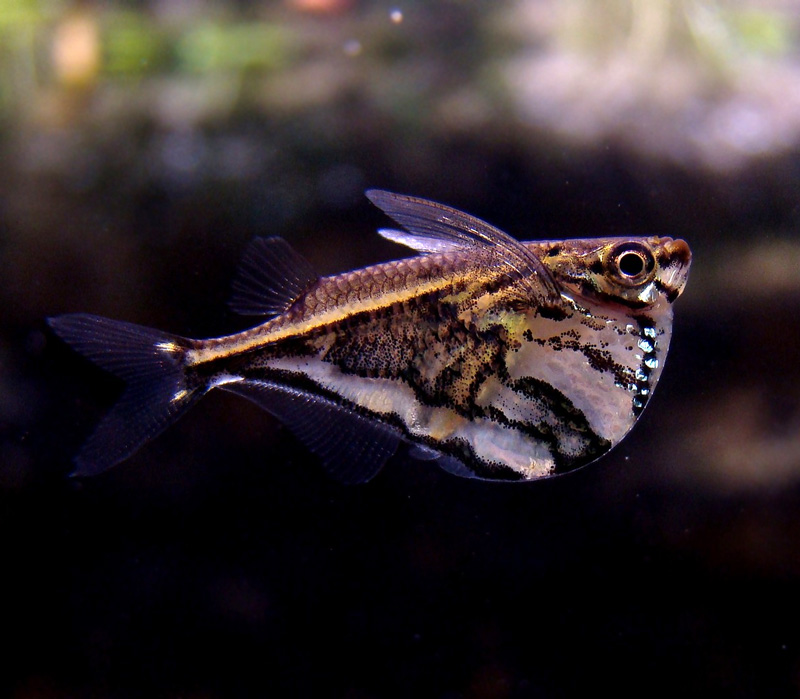 natura estonica szampon gdzie kupić