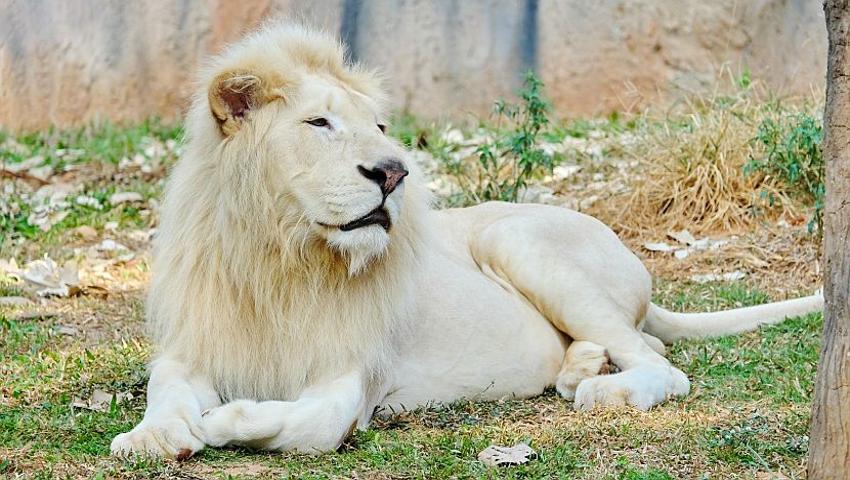 lion white