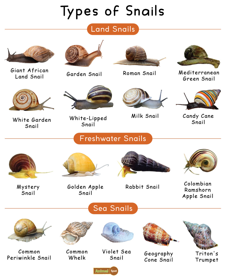 snails