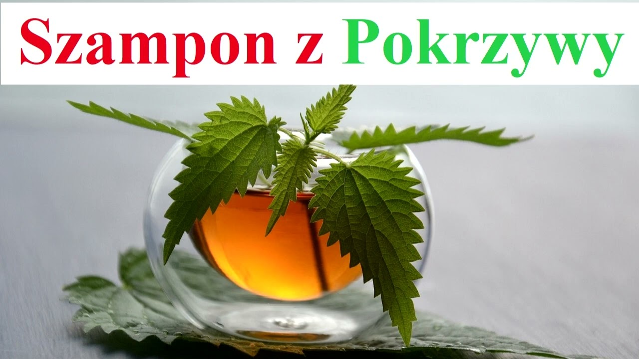 jak zrobić domowy szampon z pokrzywy