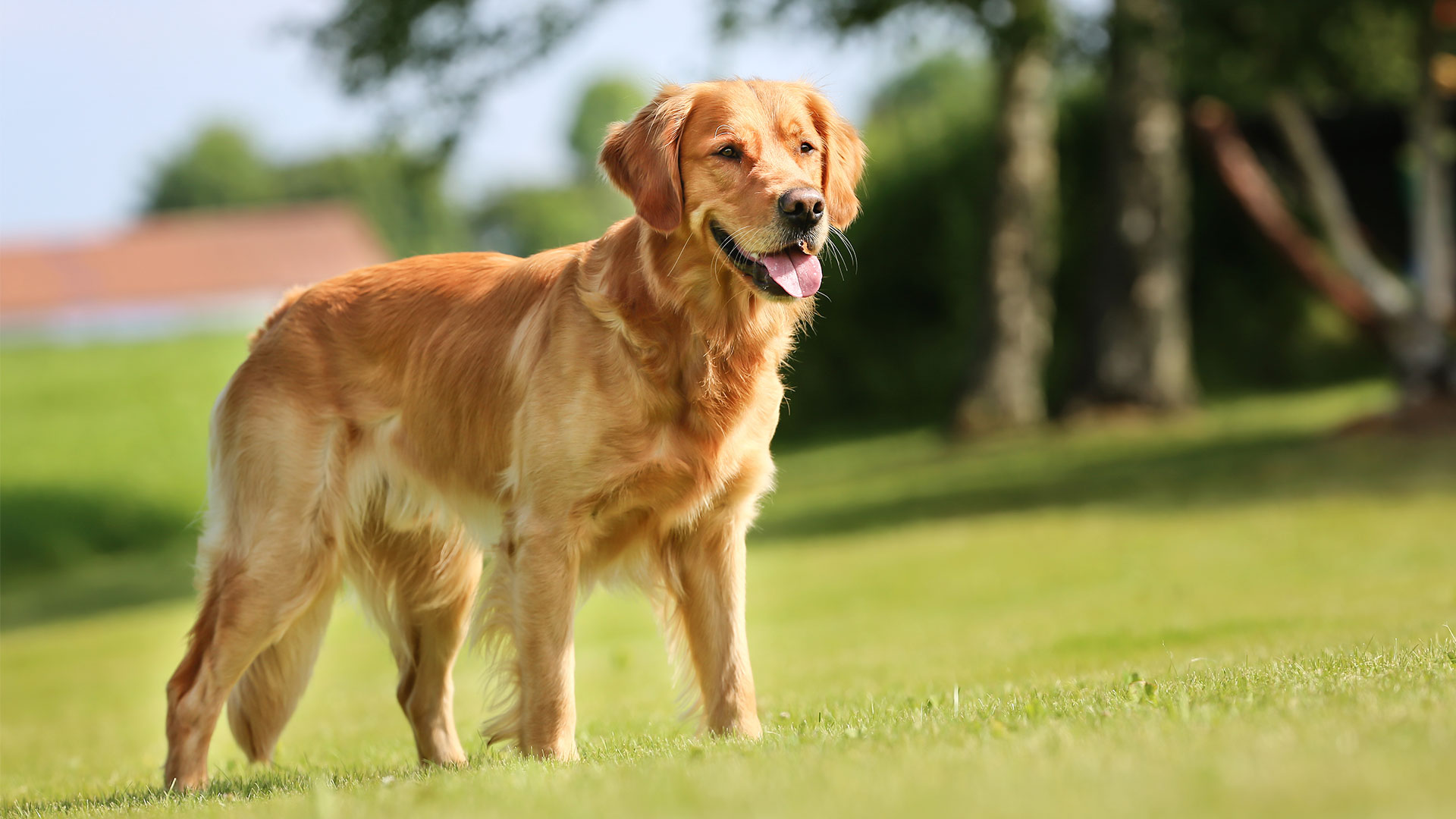 szampon dla małego golden retrievera