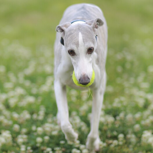 whippet pieluchy