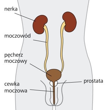 nowotwór prostaty czy należą się pieluchomajtki