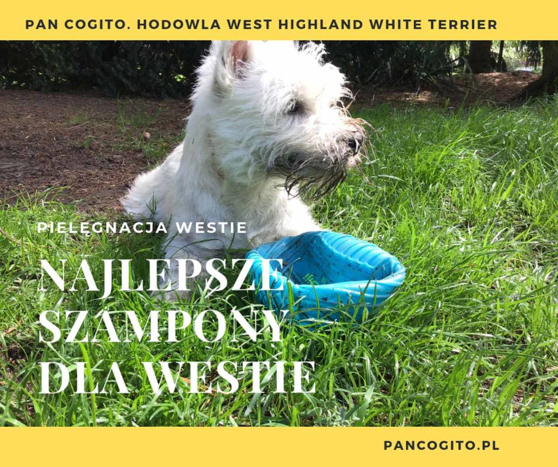 szampon dla west highland white terrier