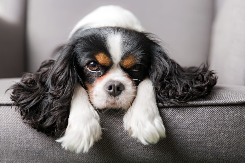 szampon dla cavalier king charles spaniel jaki polecacie