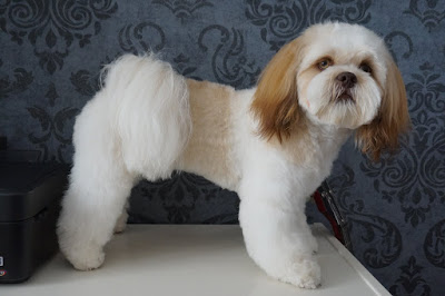 groomer poleca szampon dla shih tzu