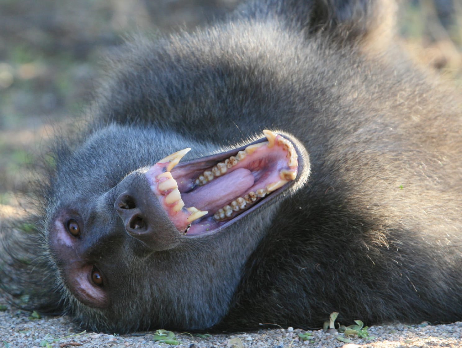 baboon