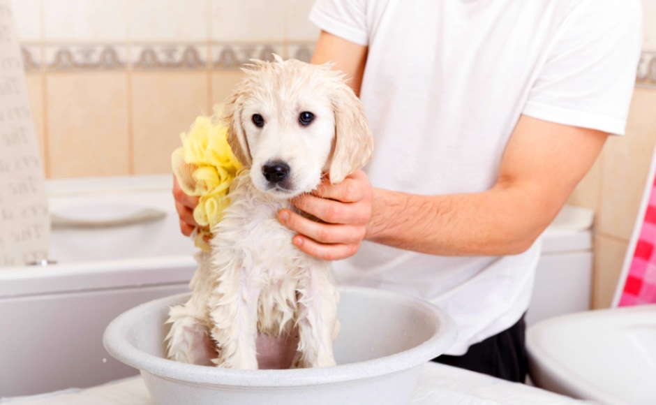 szampon dla małego golden retrievera