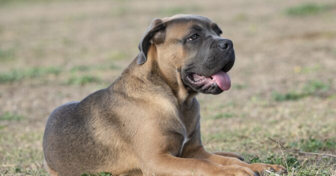 szampon dla psa cane corso