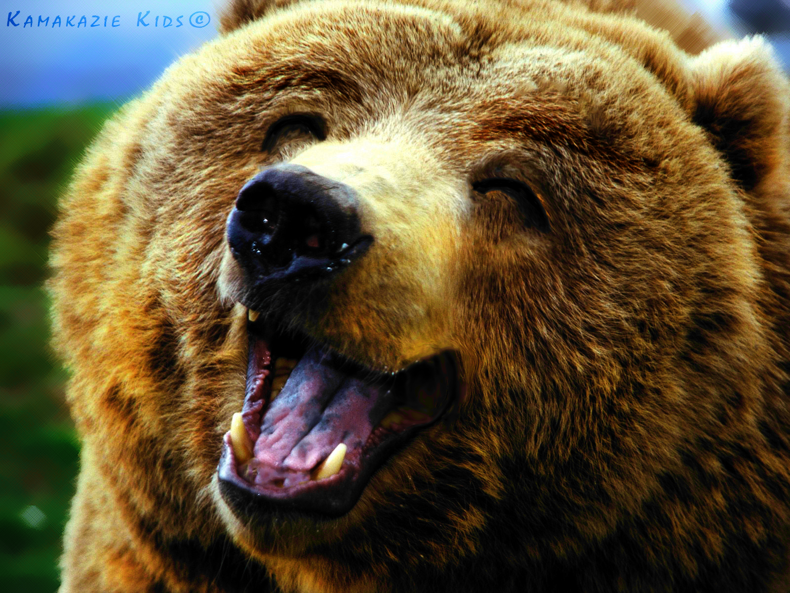 Happy Bear