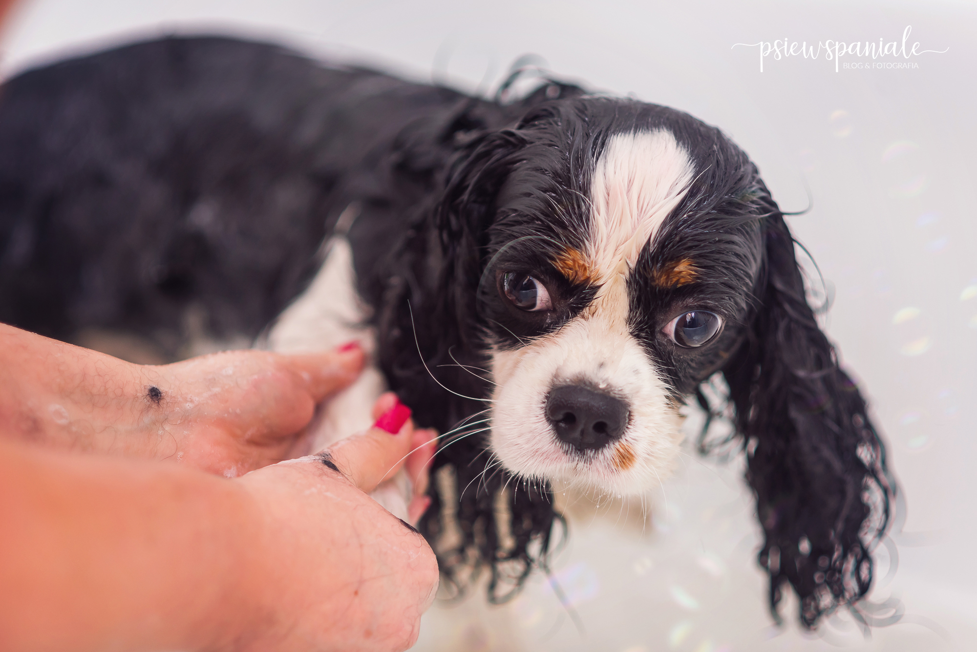 szampon dla cavalier king charles spaniel opinie