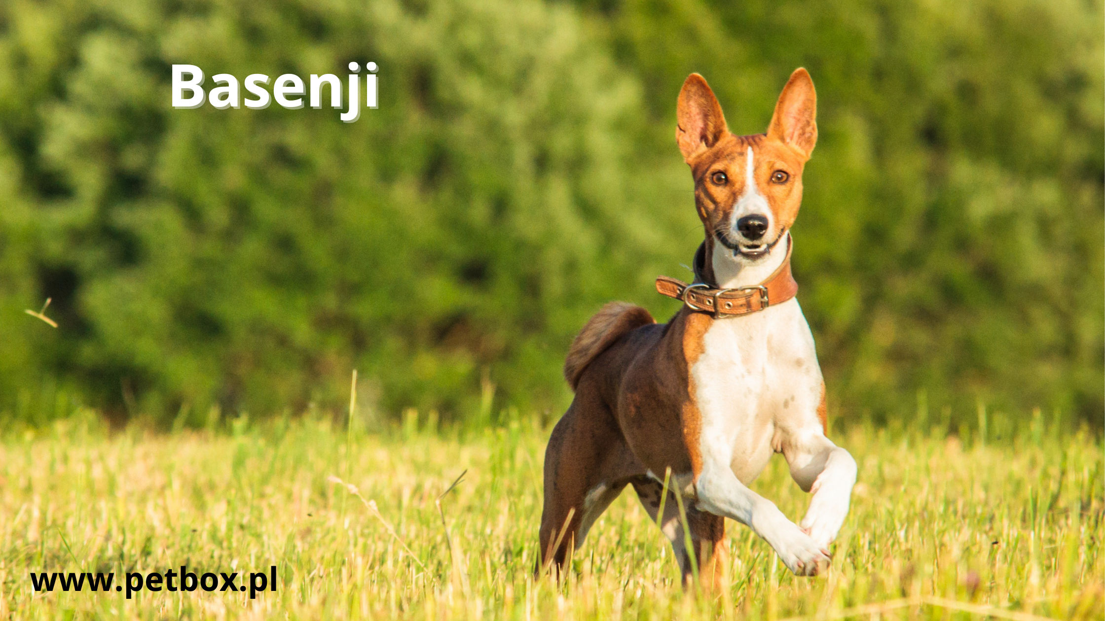 szampon dla basenji