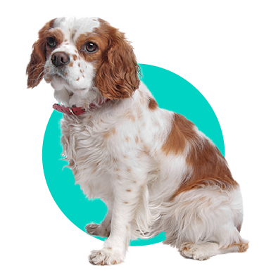 szampon dla cavalier king charles spaniel jaki polecacie