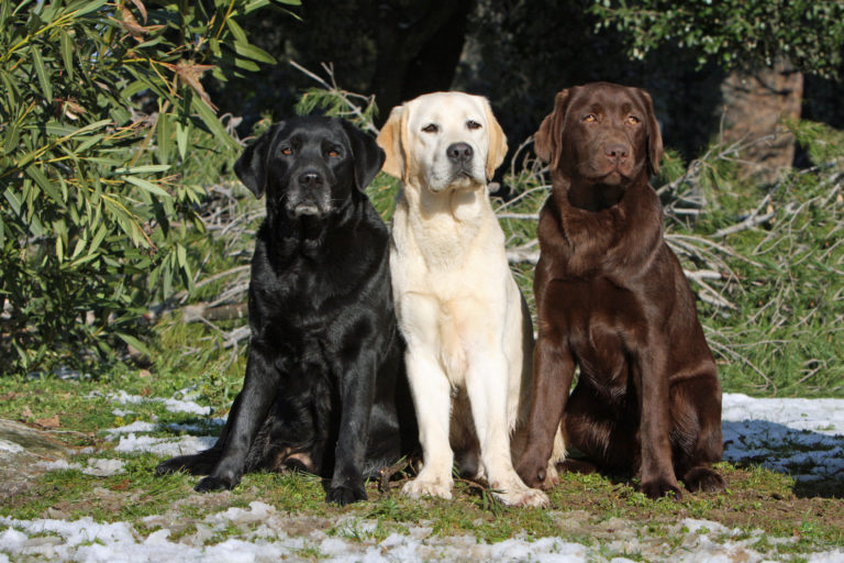 pies duży labrador i pampers