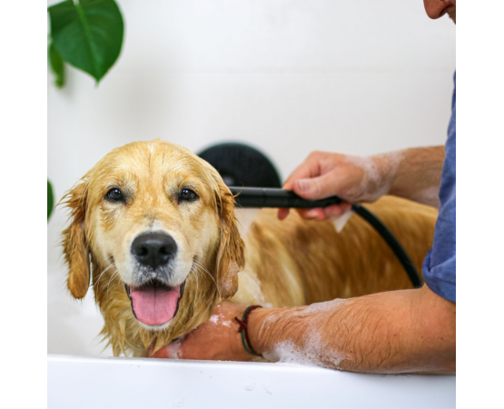 hipoalergiczny szampon dla golden retrievera