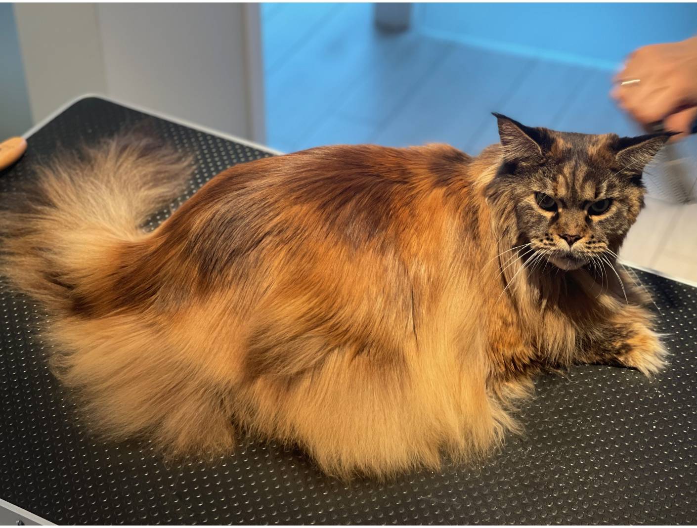 suchy szampon maine coon