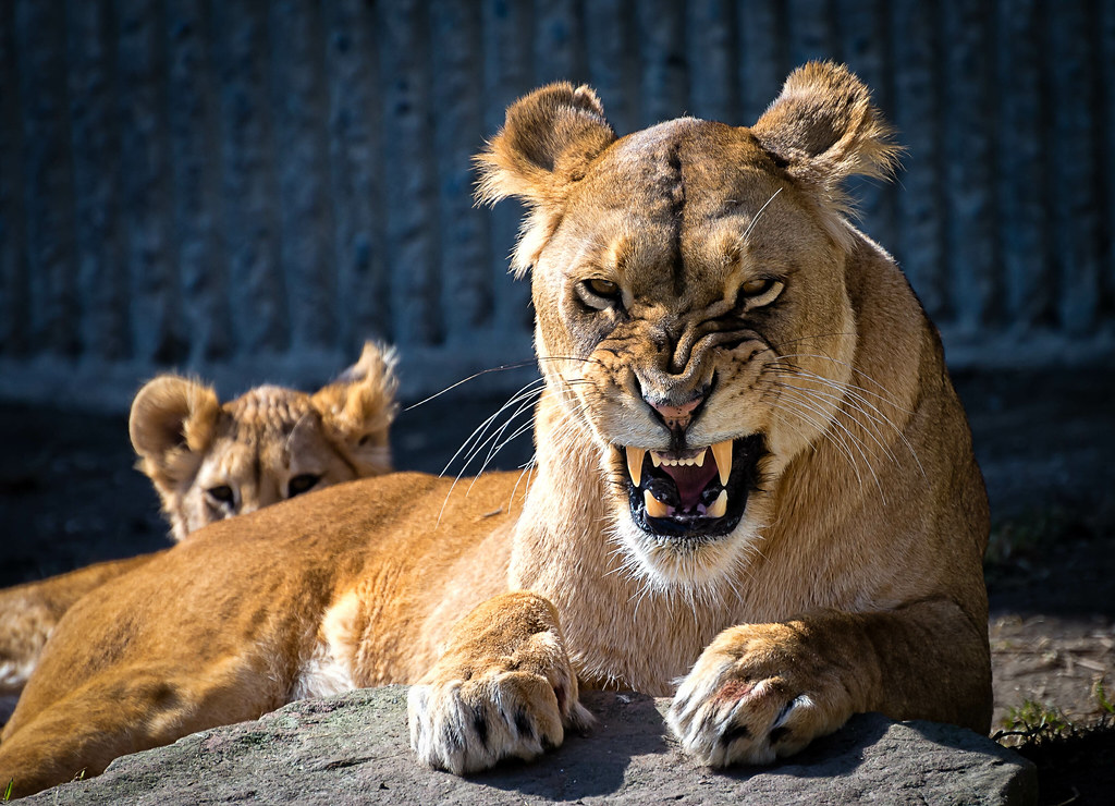 Mama lion