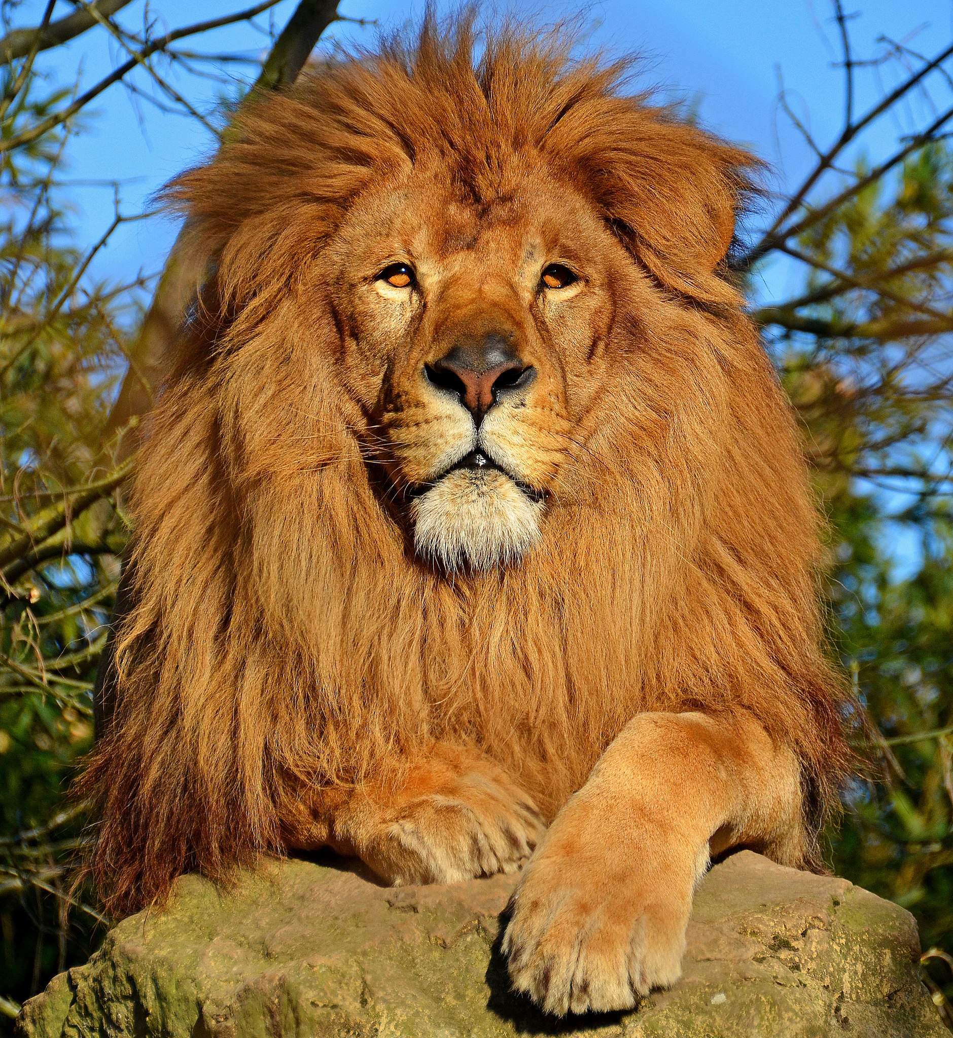 lion