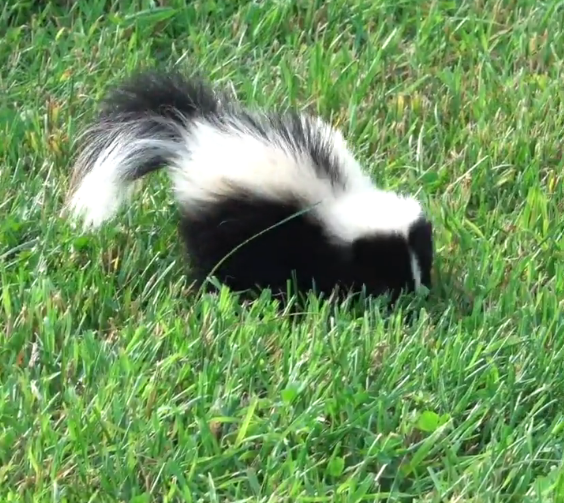 pampers 3 skunks