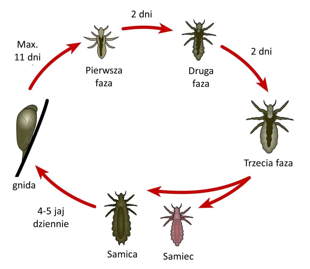 czy zwykly szampon przeciwlupiezowy zabija wszy i gnidy