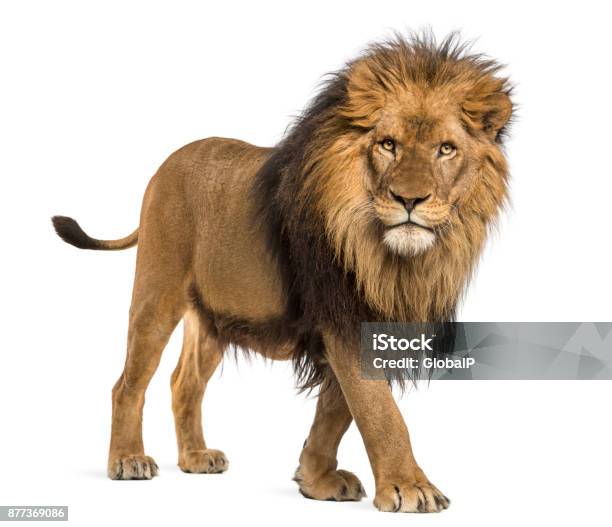 lion