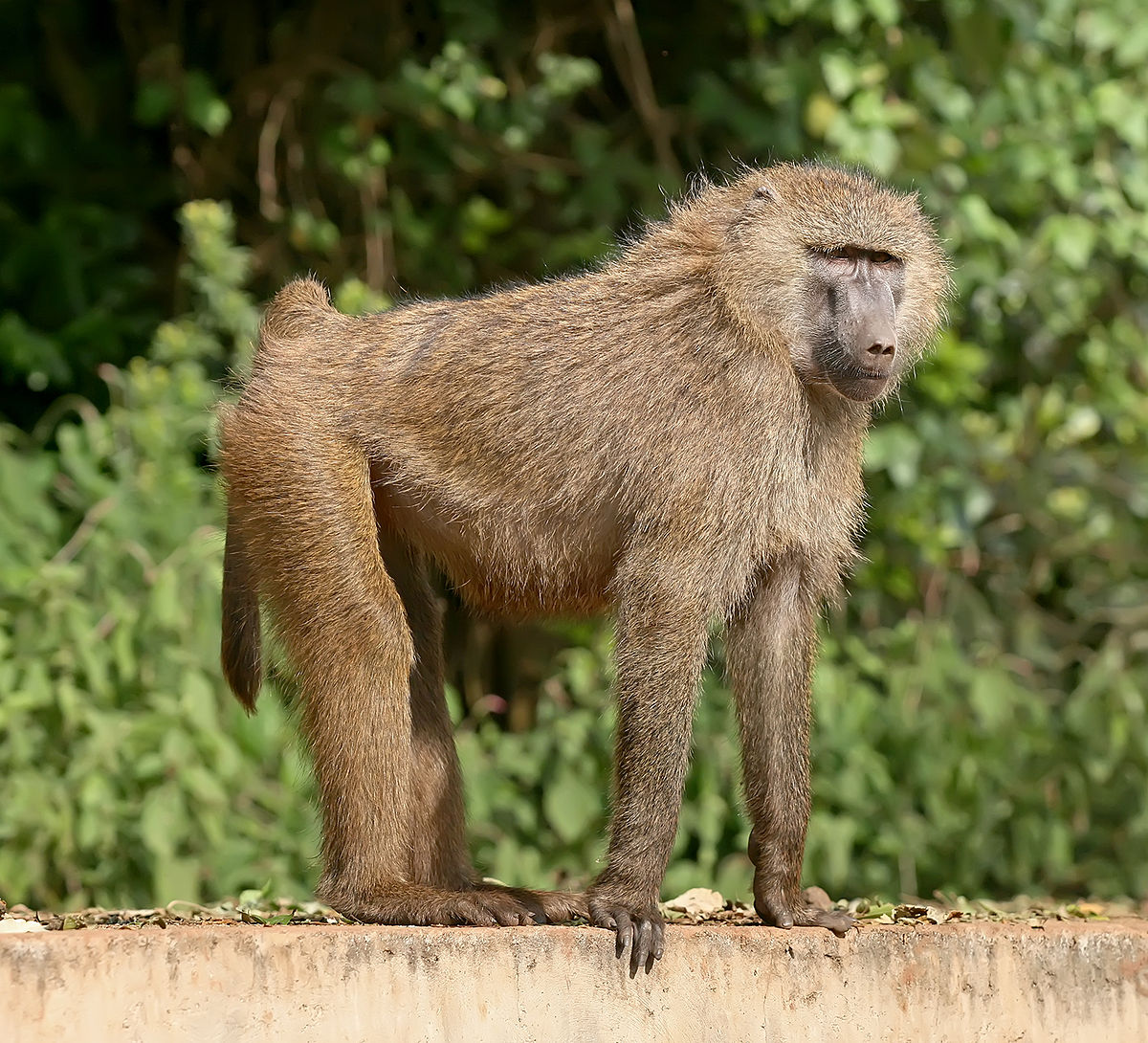 baboon