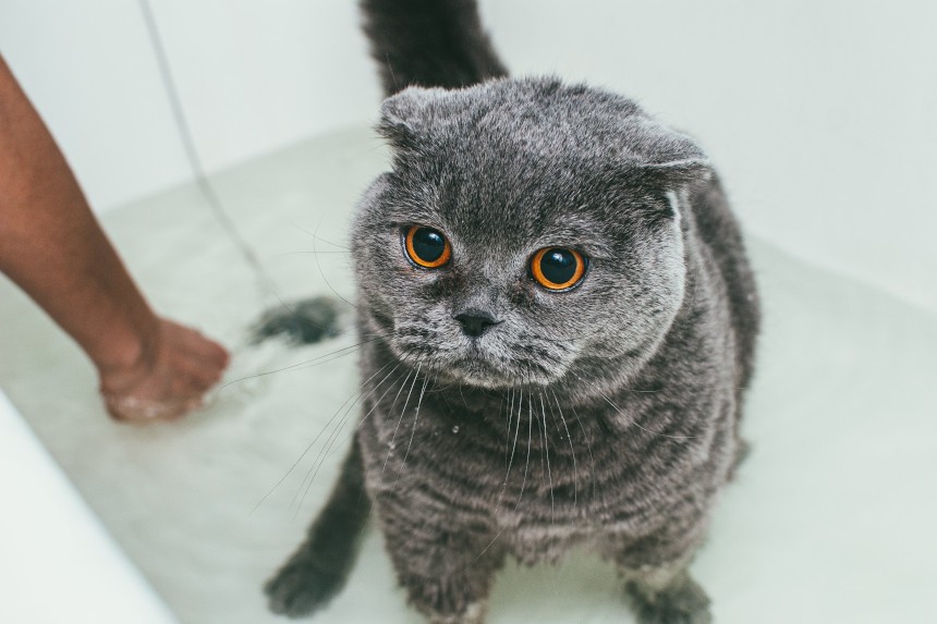 szampon przeciwpchelny dla kota jak zrobić