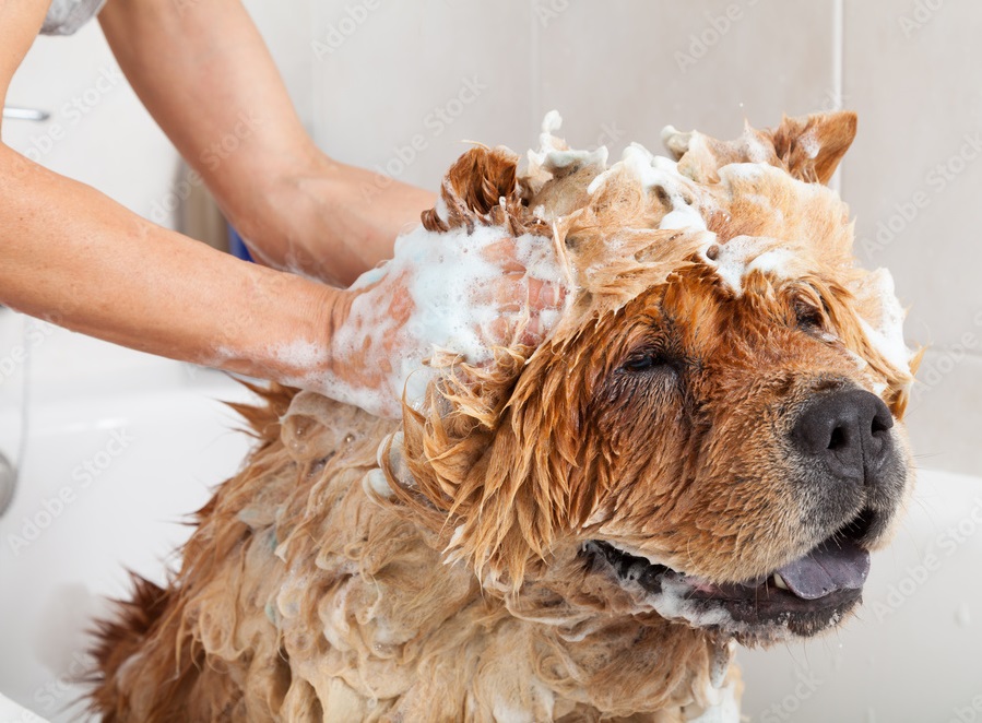 dobry szampon dla psa