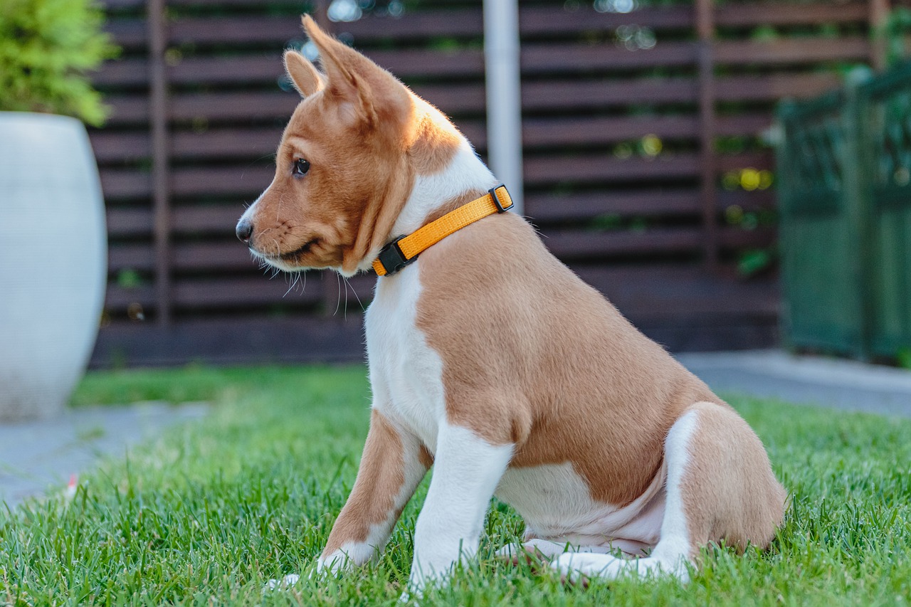 jaki szampon dla basenji