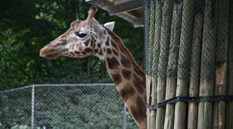 Małe holenderskie zoo 4488