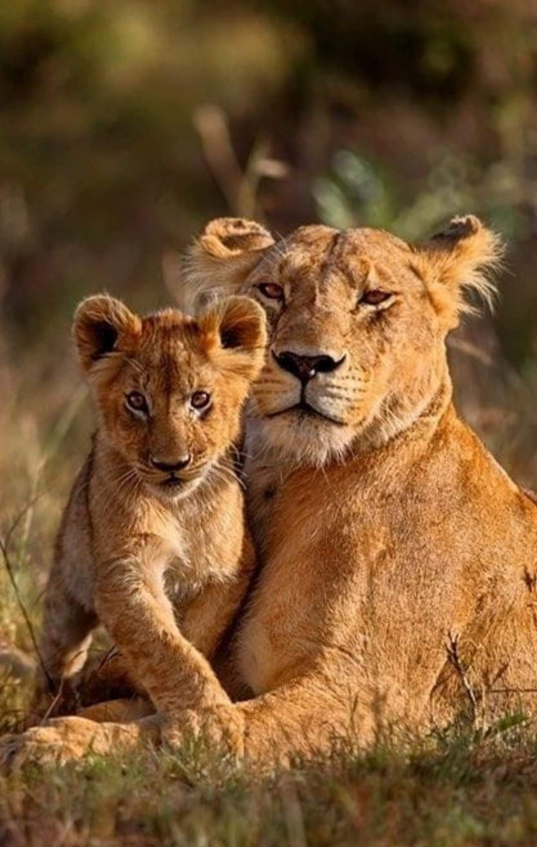 Mama lion