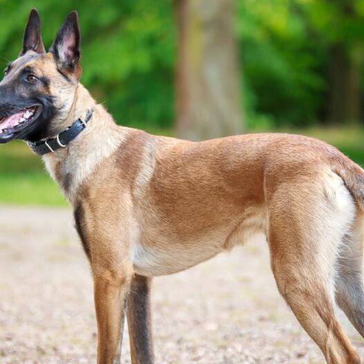 pieluchy dla psa belgian malinois