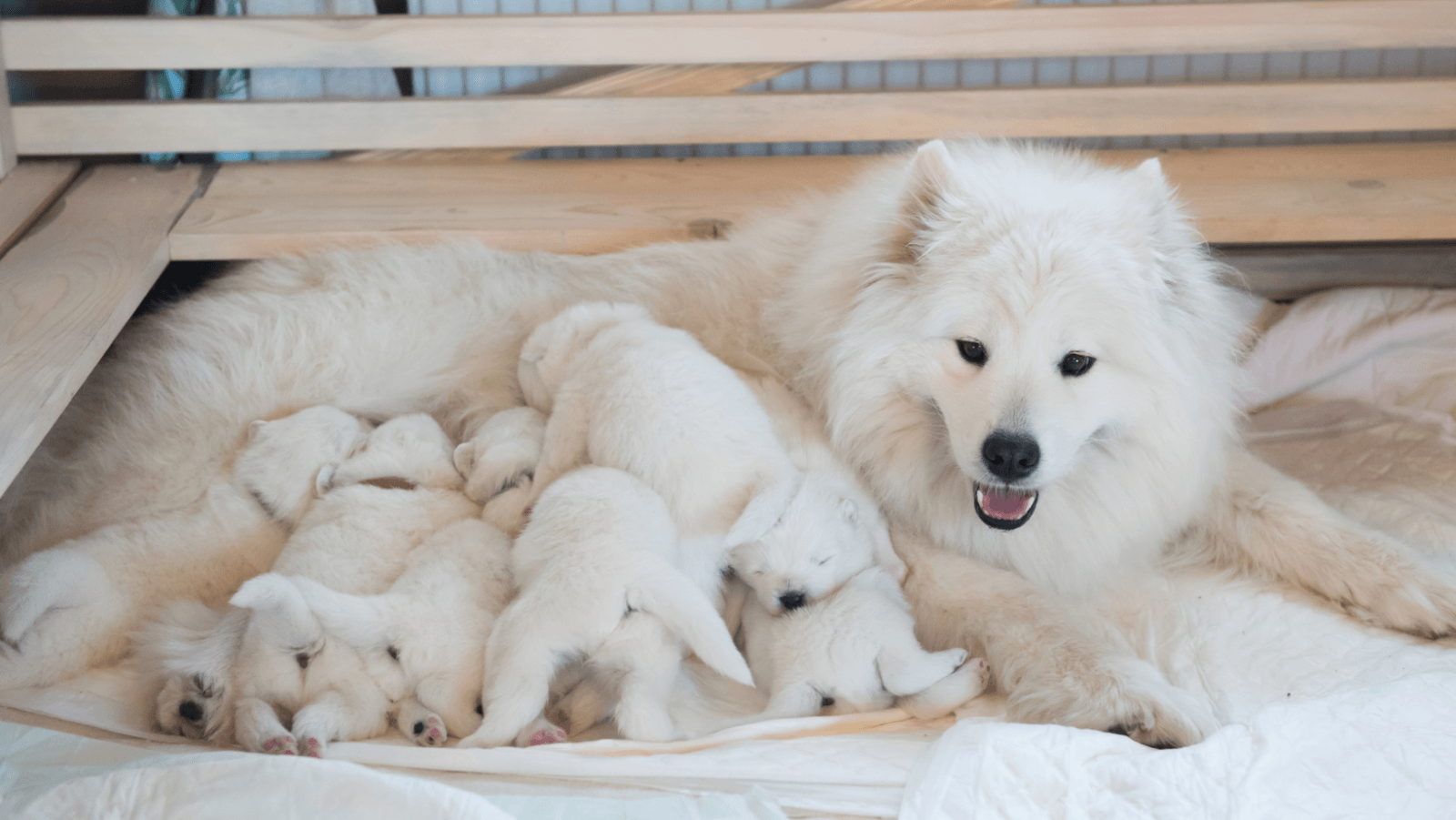 samoyed jaki szampon